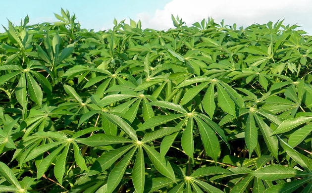 cassava