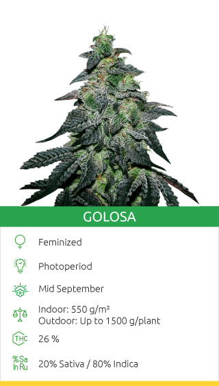 golosa from delicious seeds