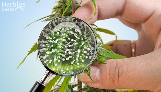 how to increase trichome production