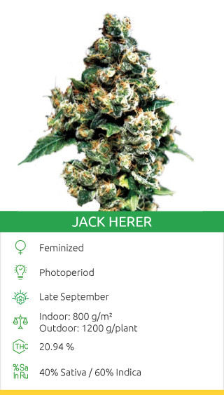 Jack Herer (Green House Seeds)