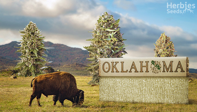 best strains to grow in Oklahoma