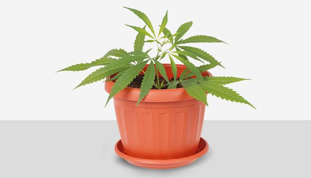 Come Scegliere Vasi per Piante Indoor e Outdoor - Grow Shop Italia