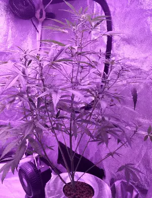 buy top quality marijuana seeds