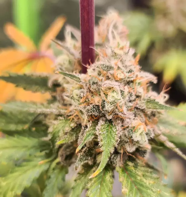bruce banner 3 grow diarie