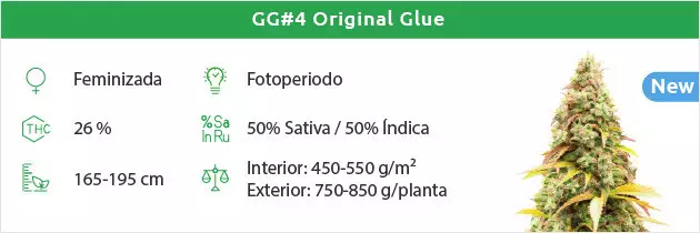 Gorilla Glue