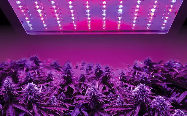 LED lights for cannabis