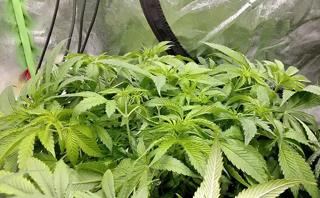 DNA Genetics Kosher Sorbet on sale