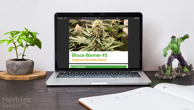 bruce banner 3 grow report