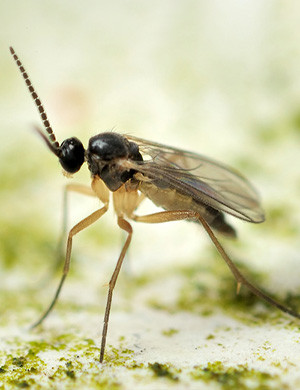 root aphids or fungus gnats