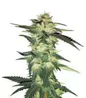 Blue Gelato 41 | Strain Information | Seeds For Sale | Reviews Blue Gelato 41 (Barney's Farm)