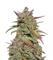 Buy Smoothie Auto feminized seeds by Fast Buds Smoothie Auto (Fast Buds)