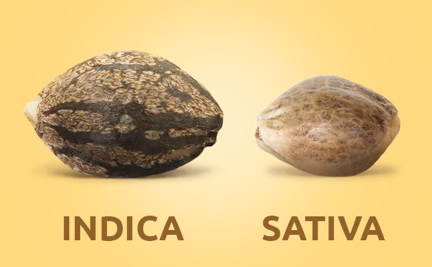 Indica seeds