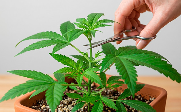 Do you really need topping? topping cannabis