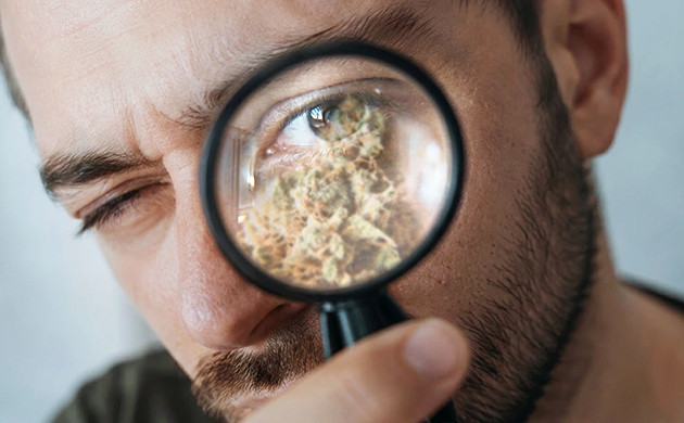 how long is weed good for