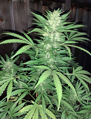 Monster Bruce Banner week 10 grow report