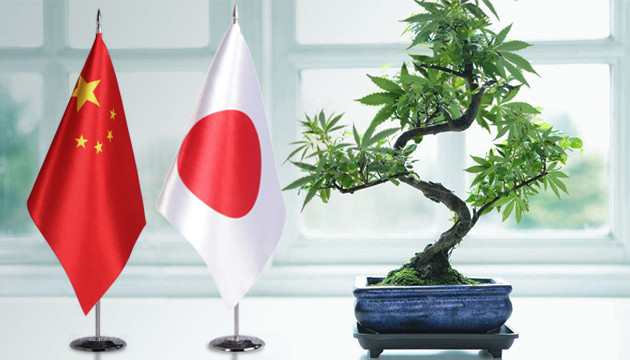 how to grow a marijuana bonsai tree