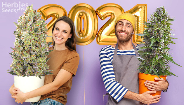 What Cannabis Seeds are You Going to Be Growing in 2021?
