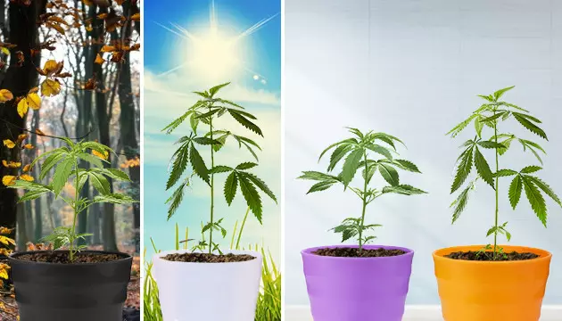 ¿El color de la maceta es importante?