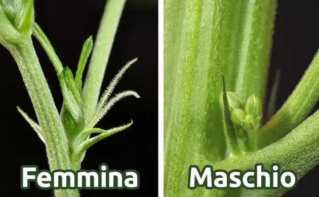 in che modo le piante di cannabis rivelano il loro sesso