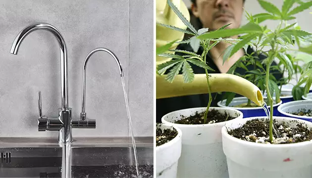mejor agua para regar marihuana