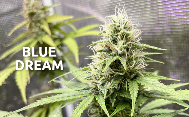 Blue Dream cannabis seeds for beginners
