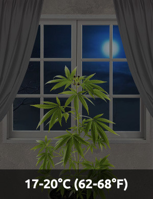 Temperatura notturna per la cannabis