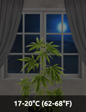 Night temperature for cannabis