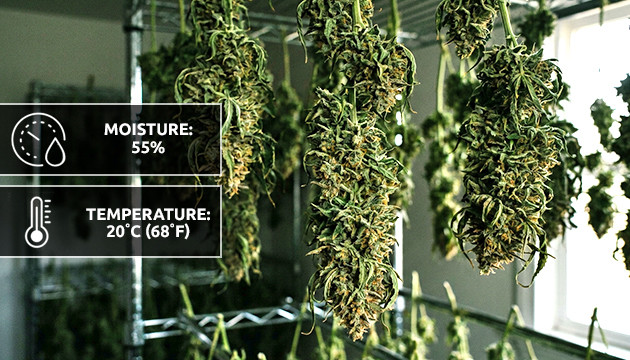 เทคนิคการทำให้แห้งและการบ่มกัญชา how to dry out weed