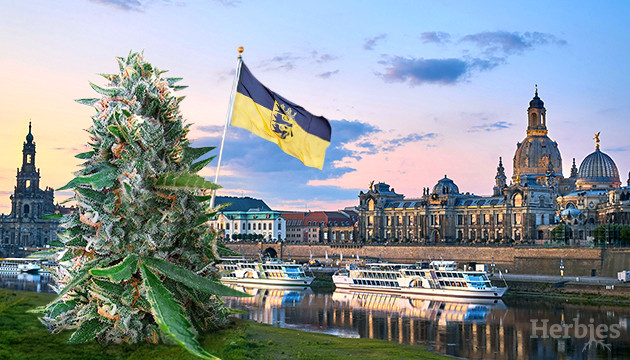 rechtlicher umgang mit cannabis in dresden