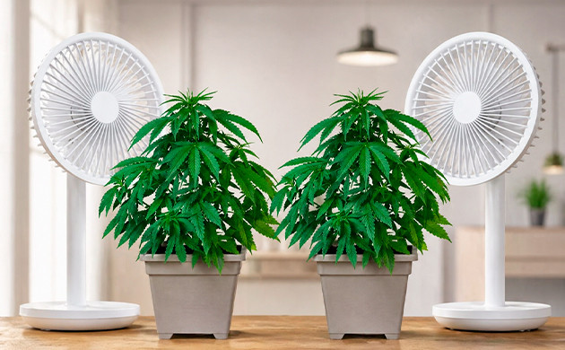 Is your airflow enough? cannabis plant per