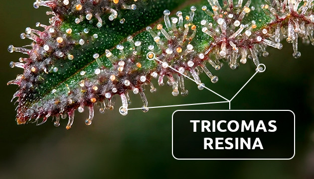 Los tricomas y la resina partes de la flor de la marihuana