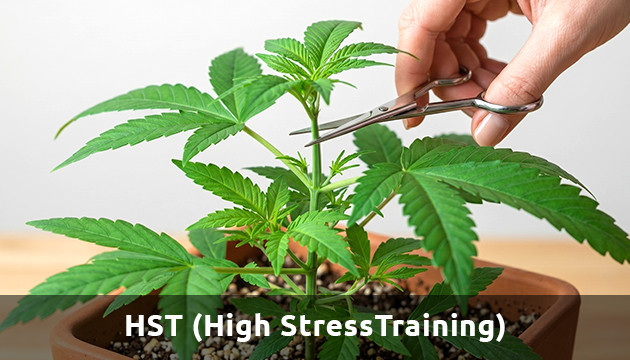 high stress training