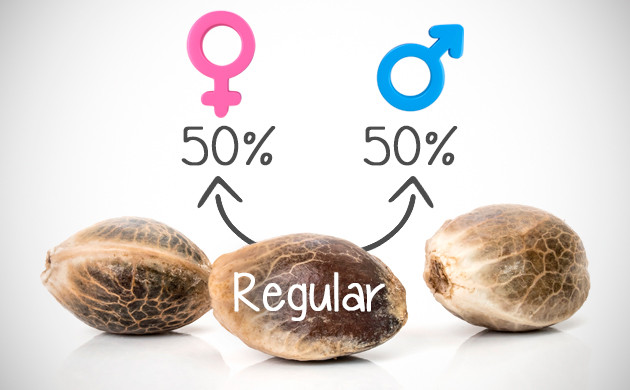 regular seeds vs feminized