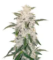 Pure Kush feminized seeds for sale: information and reviews Pure Kush (Original Sensible Seeds)