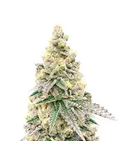 Purple Tropicana Cookies Autoflower (Seedkeepers)