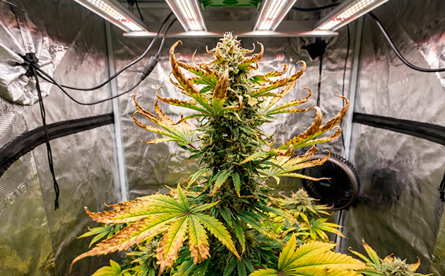 Signs of cannabis heat stress cannabis heat stress symptoms