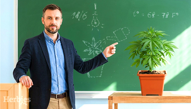el periodo vegetativo de la marihuana
