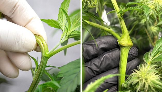 cannabis vegetative stage nutrients