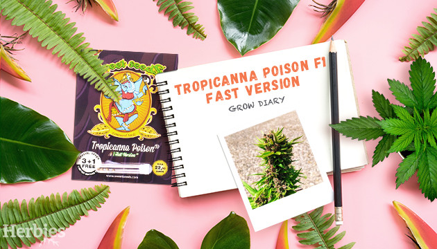 tropicanna poison f1 fast version grow diary