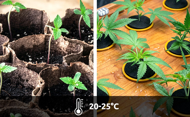 Plántulas y esquejes temperatura ideal esquejes marihuana