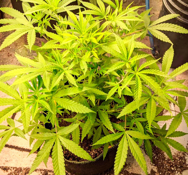 Growing tips for Black Cherry Punch