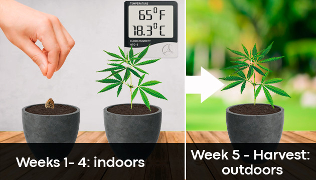 growing outdoor cannabis in pots