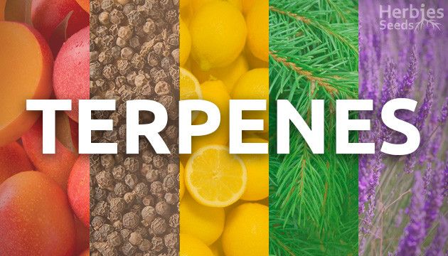 Find a Strain for Every Terpene - Herbies Seeds UK