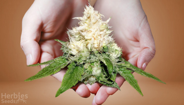 Albino Weed And Other Reasons Behind The White Color Of Your Cannabis