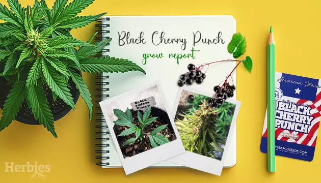Black Cherry Punch Grow Report