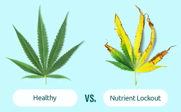 signs of nutrient lockout
