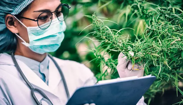 what is ruderalis