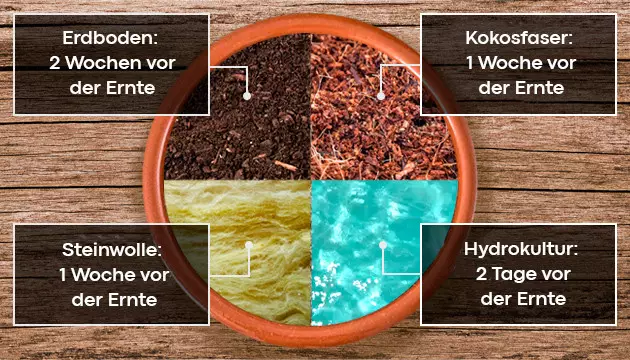 Wann ist der beste Zeitpunkt, um mit dem Spülen zu beginnen? wann man Cannabispflanzen spült