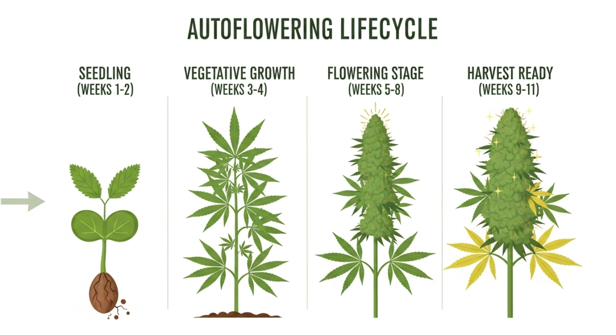 Autoflower lifecycle week by week infographic