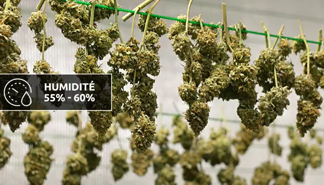 humidité idéale pour le cannabis